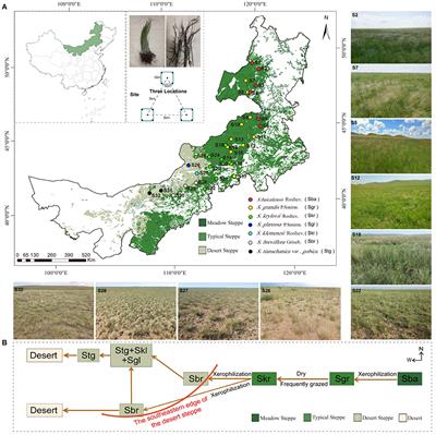 The Distribution and Turnover of Bacterial Communities in the Root Zone of Seven Stipa Species Across an Arid and Semi-arid Steppe